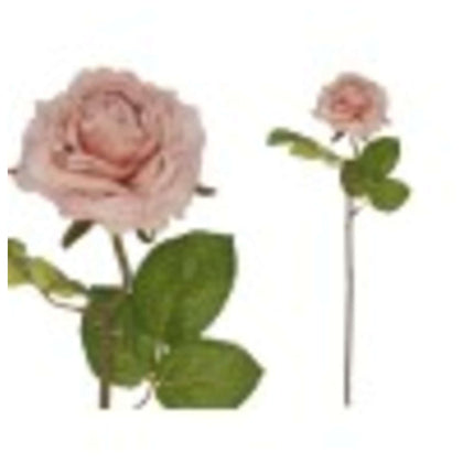 Rosa Essiccata 208275 Gi