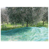 Rete Per Olive Antispine Mt. 8X10 (100 G/M)