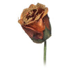 Rose Copper/Gold Medium 24 Petali Ba-1638/M X24