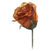 Rose Orange/Copper 28 Petali X24