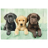 Clementoni Three Labs Puzzle 1000 pz Fauna