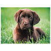 Clementoni 35072 puzzle 500 pz Animali
