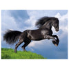 Puzzle 500Pz Fresian Black Horse 35071 X1