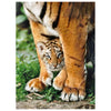Clementoni Bengal Tiger Club Between Its Mother's Legs - 500 pcs - High Quality Collection