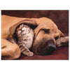 Clementoni 35020 puzzle 500 pz Animali