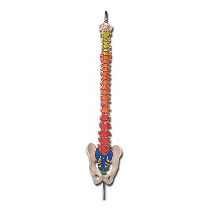 Mod. Colonna Vertebrale con Codice Colori - 1 Pz.