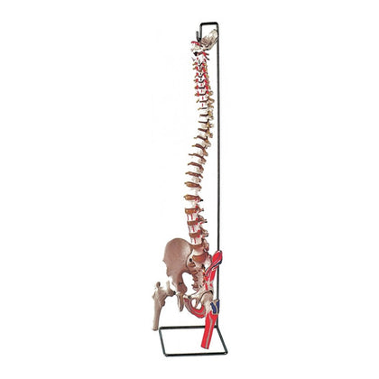 Mod. Colonna Vertebrale con Femori + Muscolatura - 1 Pz.