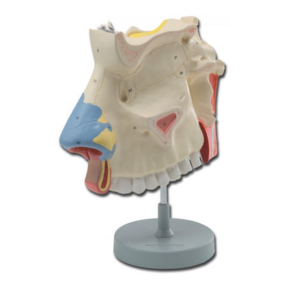 Modello Cavita' Nasali - 3X - 1 Pz.