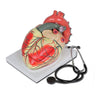 Modello Cuore Linea ''Value'' - 3 Parti - 3X - 1 Pz.