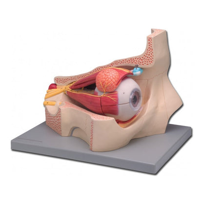 Modello Occhio - 4 Parti - 5X - 1 Pz.
