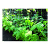 Rete per Ortaggi Bianca mt. 2X100
